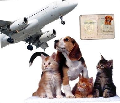 Viajes y mascotas