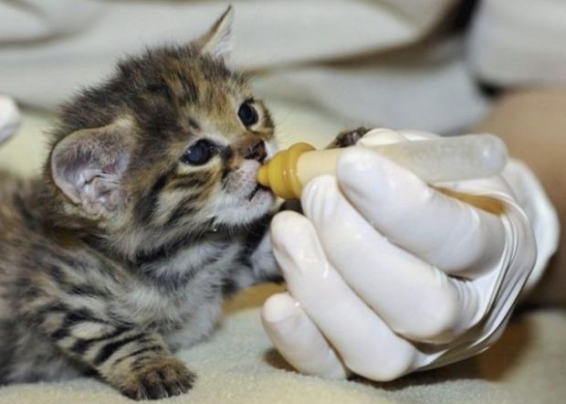 Llevar al veterinario a nuestro gato