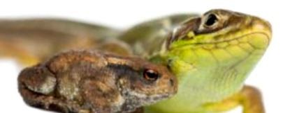 Reptiles y anfibios como mascotas